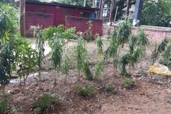 Report-on-Plantation-and-Beautification-Drive-by-Eco-Club-of-DGC-on-19th-5